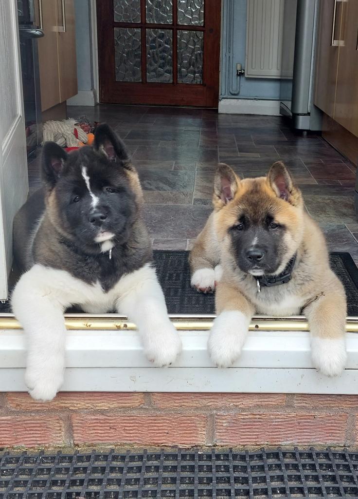 Thechadman79 tweet media