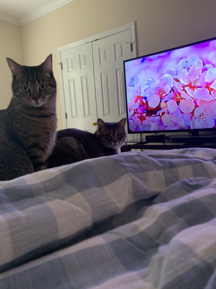 Dredddz's tweet image. First day getting these two little hellions and now. They just recently turned 2!  Love em so much.