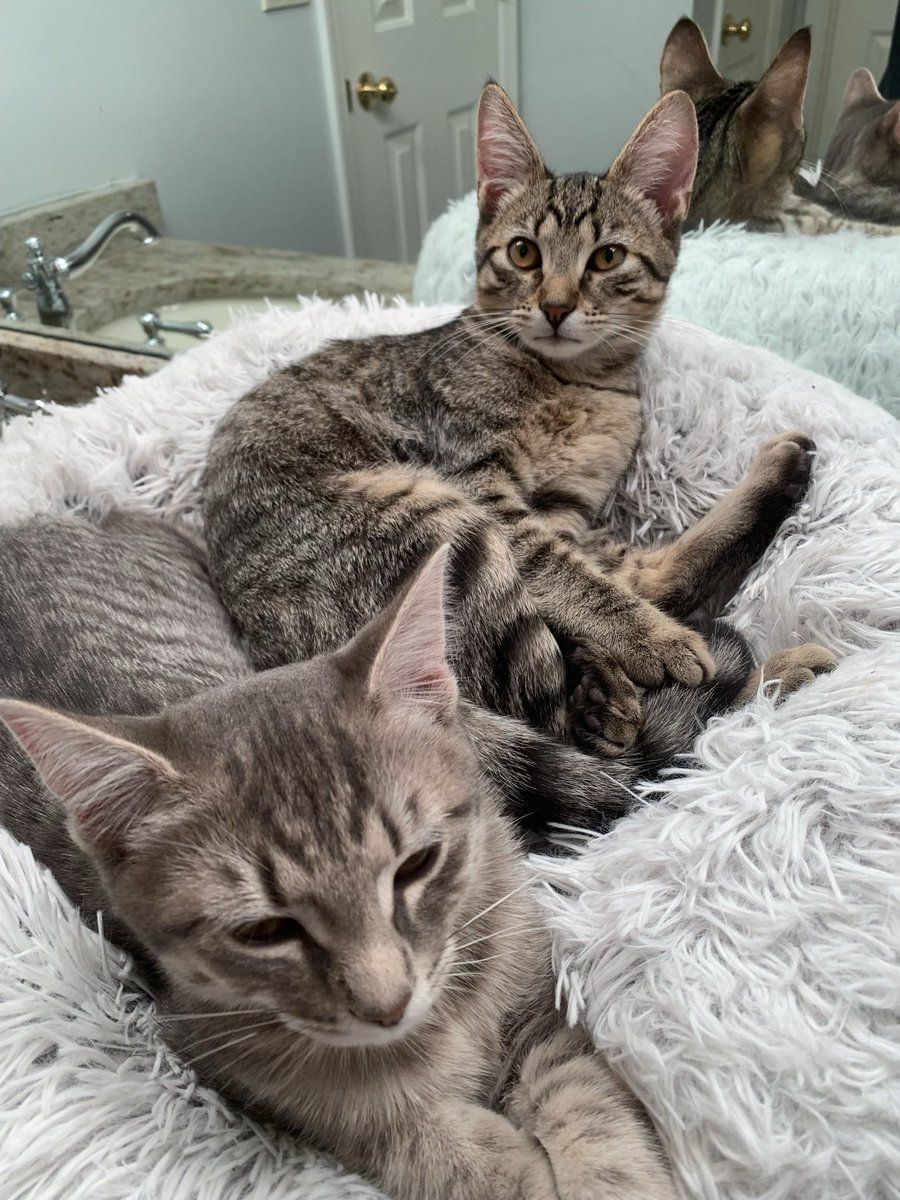 Dredddz's tweet image. First day getting these two little hellions and now. They just recently turned 2!  Love em so much.