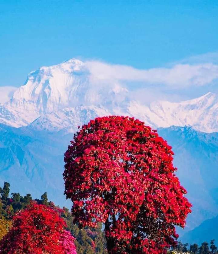 चितवन क्षेत्र नम्बर दूईमा निरबिरोद रथीलाई चयन गर्दानी हून्छ, किन भने, त्यांहा अरूपाटी कसैको केही चलदैन, किनकी एमाले  र काँग्रेसले जनतालाई आसा दिएर निरास गरेको छ ,माहूबाहरूले कतिका निन्दूर पूछि कति बच्चा ठूहूरा भए कतित सरकारी भवन जलाए तेइहो कूरो अरूले नजित्ने  राम राम ध्यानगर है