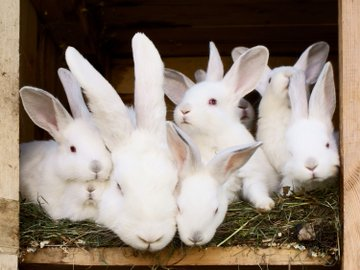 farmingmfs's tweet photo. Rabbits have the potential of being the most profitable livestock to raise in modern-day farming. They grow fast, gain maturity in about 5 months and give birth after every 2 months giving birth to 2-8 kittens. https://t.co/EIEH3CbOid