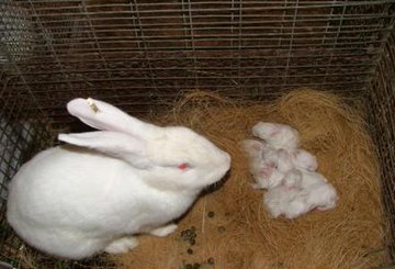 farmingmfs's tweet photo. Rabbits have the potential of being the most profitable livestock to raise in modern-day farming. They grow fast, gain maturity in about 5 months and give birth after every 2 months giving birth to 2-8 kittens. https://t.co/EIEH3CbOid