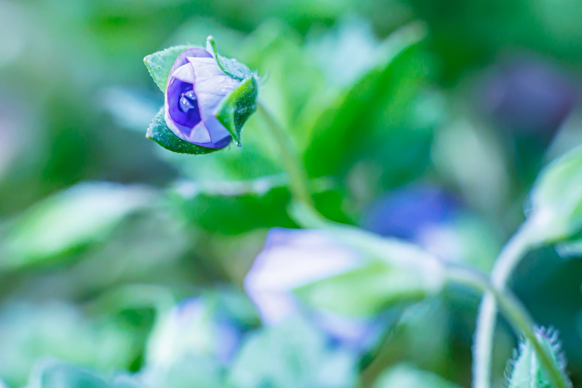 rin_photography's tweet photo. やっと、春が来ました

EOSR6m2
AUTO RIKENON 1:1.7 f=50mm

#オールドレンズ
#Canon
#ファインダー越しの私の世界 https://t.co/tvpJLFQLw3