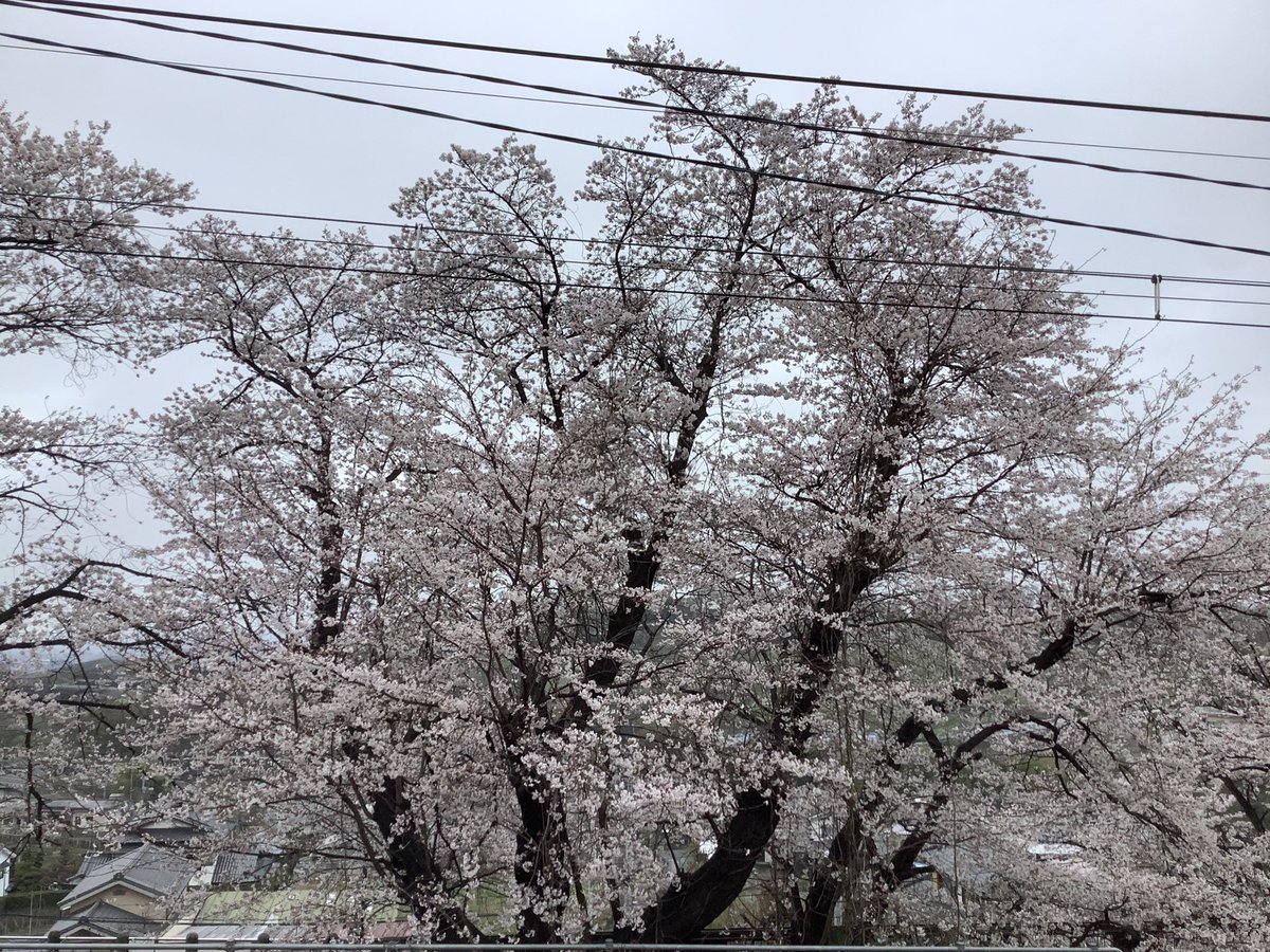 HeartYPolka's tweet photo. いよいよ4月🌸
今年の桜🌸みられましたか？
今年は早かったですよね🌸

4月の予定
4/12 ＠herbkan  河口湖ハーブ館でミニマルシェ
4/18〜4/23 #イトーヨーカ堂甲府昭和店 正面口
4/28 #あははマーケット

宜しくお願い致します https://t.co/Z9l4MchhB8