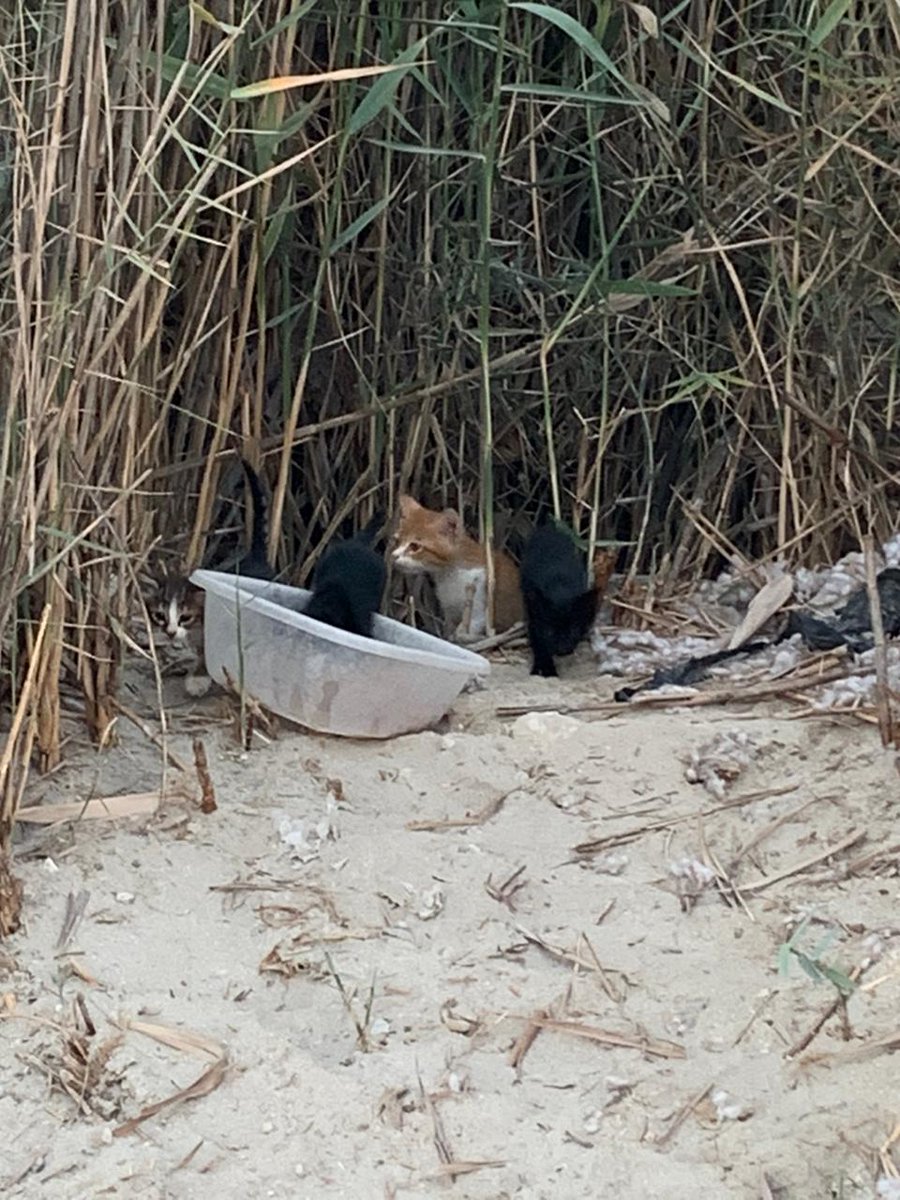 jacthehat's tweet photo. Let me know @eagle_enviro if you need a job reference.  I've rescued many samples of your handy work looking for my boys.
Where are my boys?
@maanabudhabi
@A_W_Global @philip_ciwf @Forsan_UAE @HHShkDrSultan @HHShkMohd @HHMansoor @AbuDhabiMedia @AbuDhabi_ADM @Shamma_AlNahyan
#cats https://t.co/VIEwEYlpSm