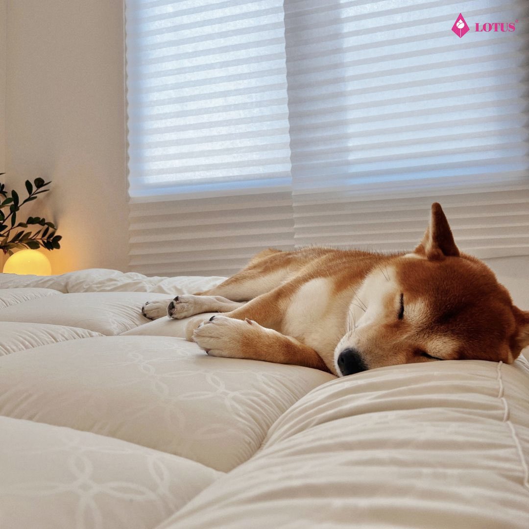 Lotus Bedding tweet media