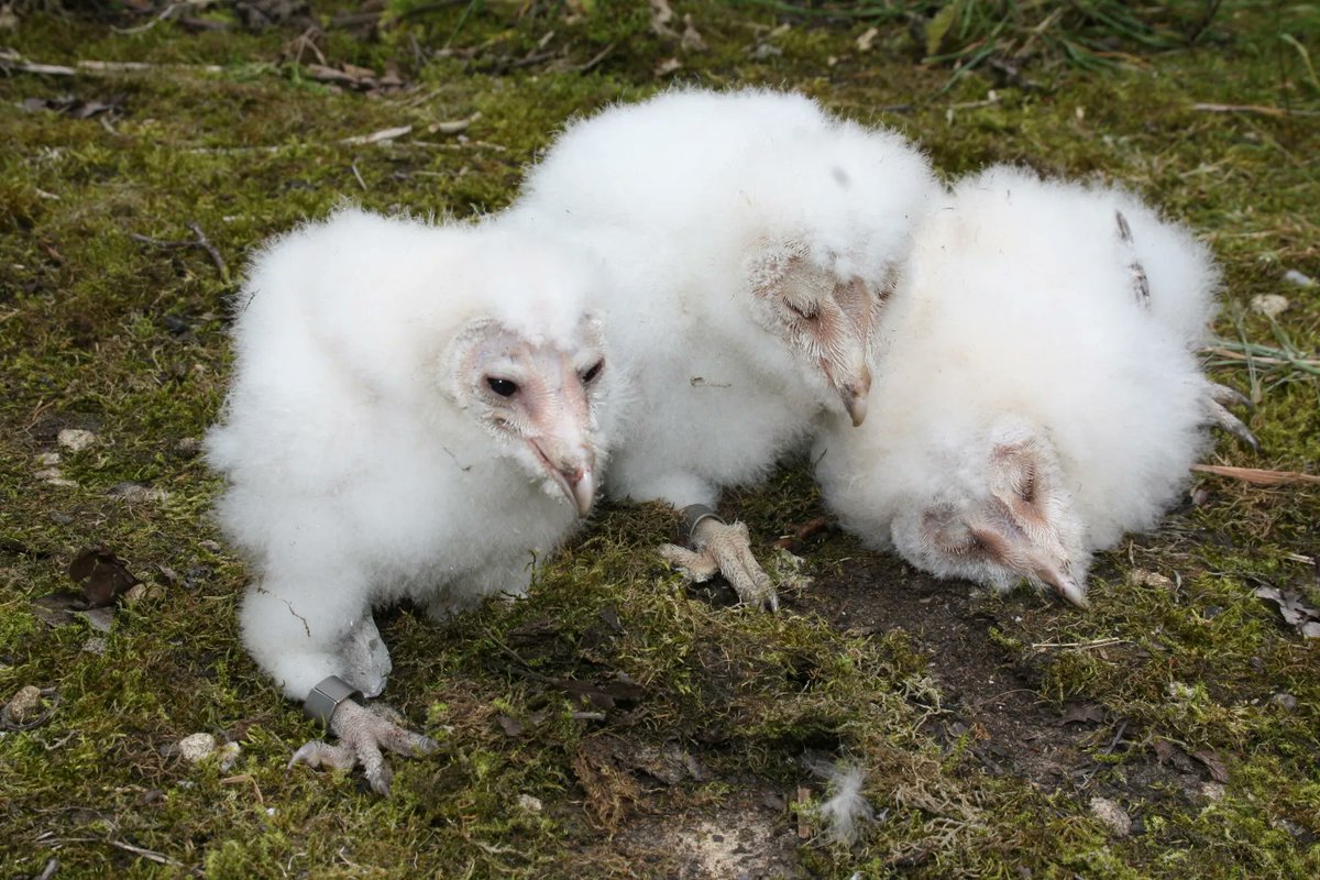 Three cheers for this trio of barn owl chicks! 😊 

Did you know the South Downs National Park has helped to introduce dozens of barn owl boxes to help this species thrive? 

#DiscoverNationalParks #SouthDownsSpringSmiles #LoveSouthDowns #nature #conservation