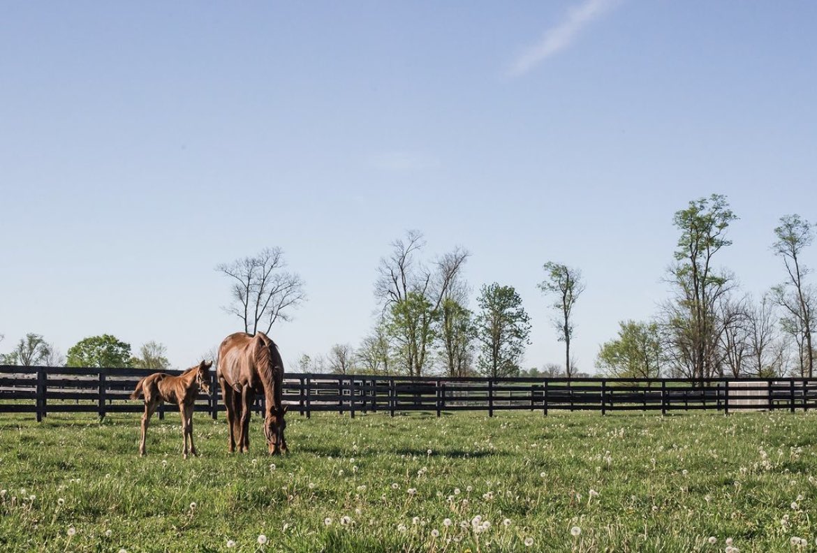 Bahar Geldi 💕🌺💐🌸🌷 📷: Winstar Farm