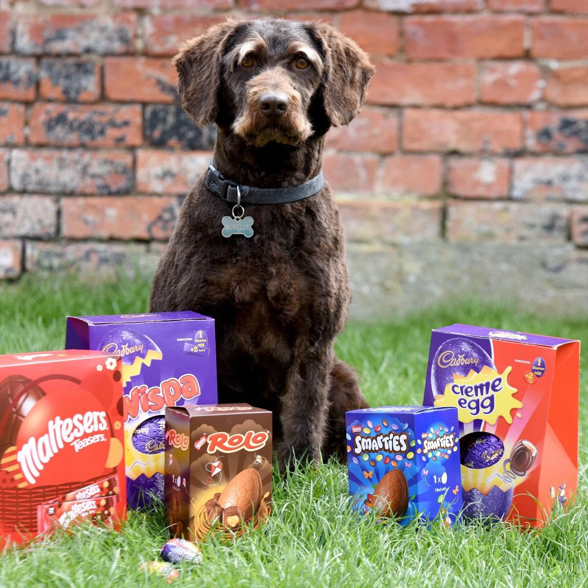 marla-on-twitter-rt-marcthevet-keep-easter-eggs-chocolates-hot