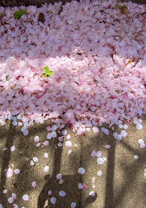 足もとにてまだよまだまだ咲きほこる 