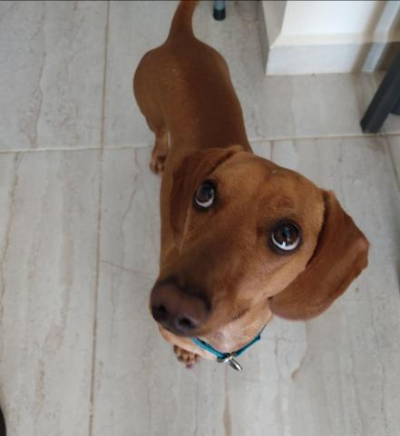 mascotamx's tweet photo. Se busca familia responsable que quiera recibir con mucho amor a un perro salchicha de 3 años de edad. De caracter fuerte y dominante, pero muy amoroso. Le cuesta trabajo convivir con otros perros y/o personas, pero si llega a hacerlo. 

Más información en https://t.co/w8iUOrLS25 https://t.co/PP71mFOQbW