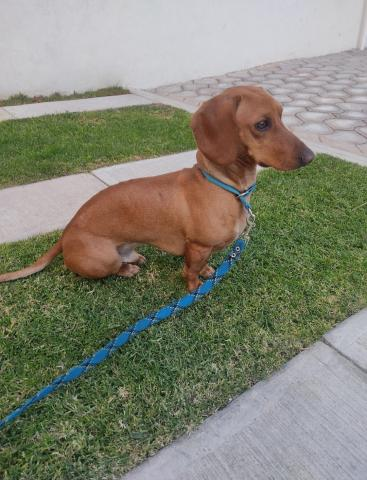 mascotamx's tweet photo. Se busca familia responsable que quiera recibir con mucho amor a un perro salchicha de 3 años de edad. De caracter fuerte y dominante, pero muy amoroso. Le cuesta trabajo convivir con otros perros y/o personas, pero si llega a hacerlo. 

Más información en https://t.co/w8iUOrLS25 https://t.co/PP71mFOQbW