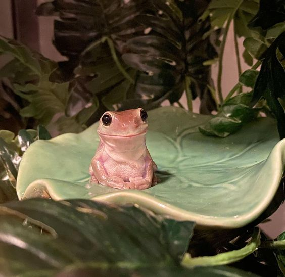 hourly frogs ! ꕥ (@hourfrogs) on Twitter photo 