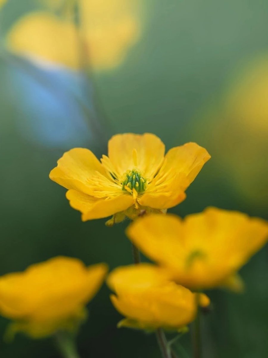 Irina Sokolova (@irina76706901) on Twitter photo 