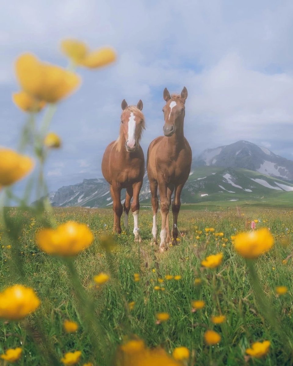 Irina Sokolova (@irina76706901) on Twitter photo 