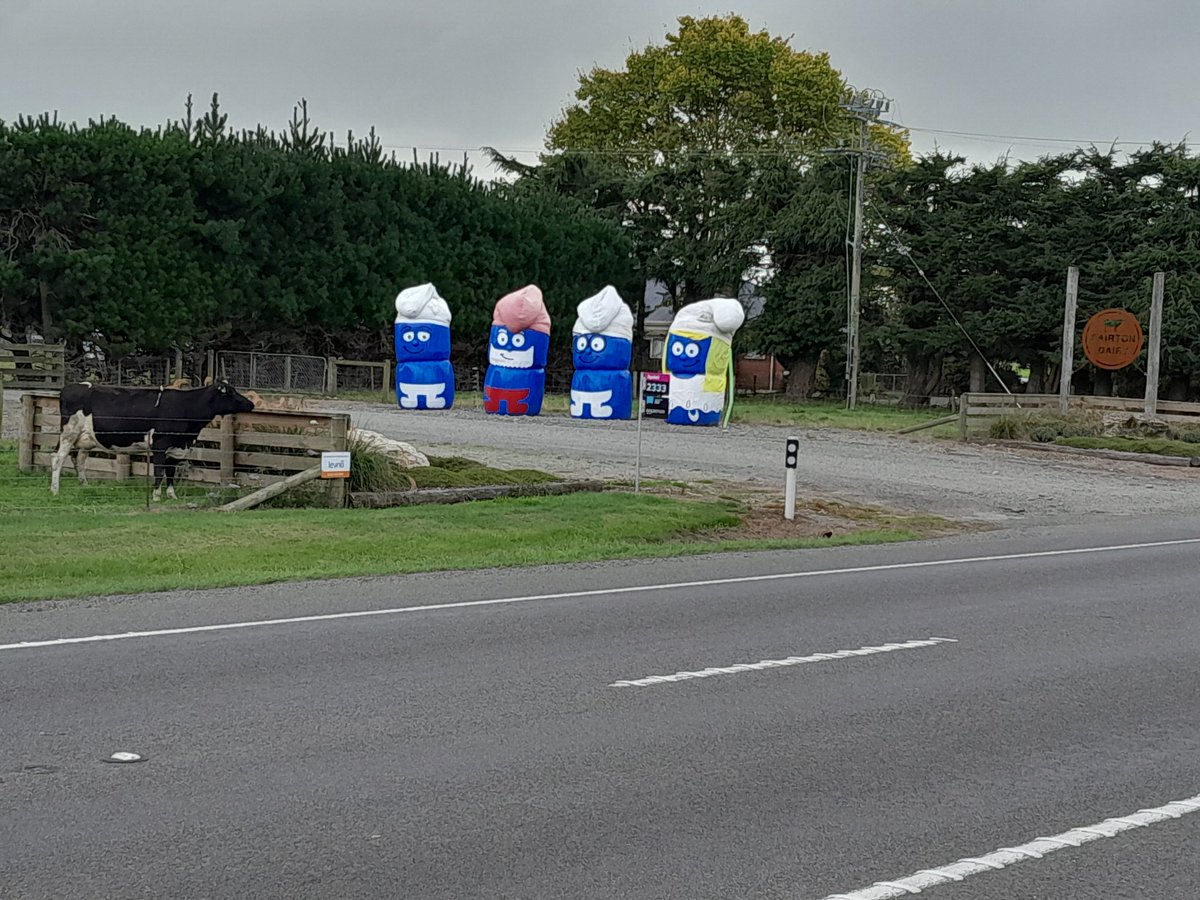 Bale Smurfs. North of Ashburton, 6/4/23.
