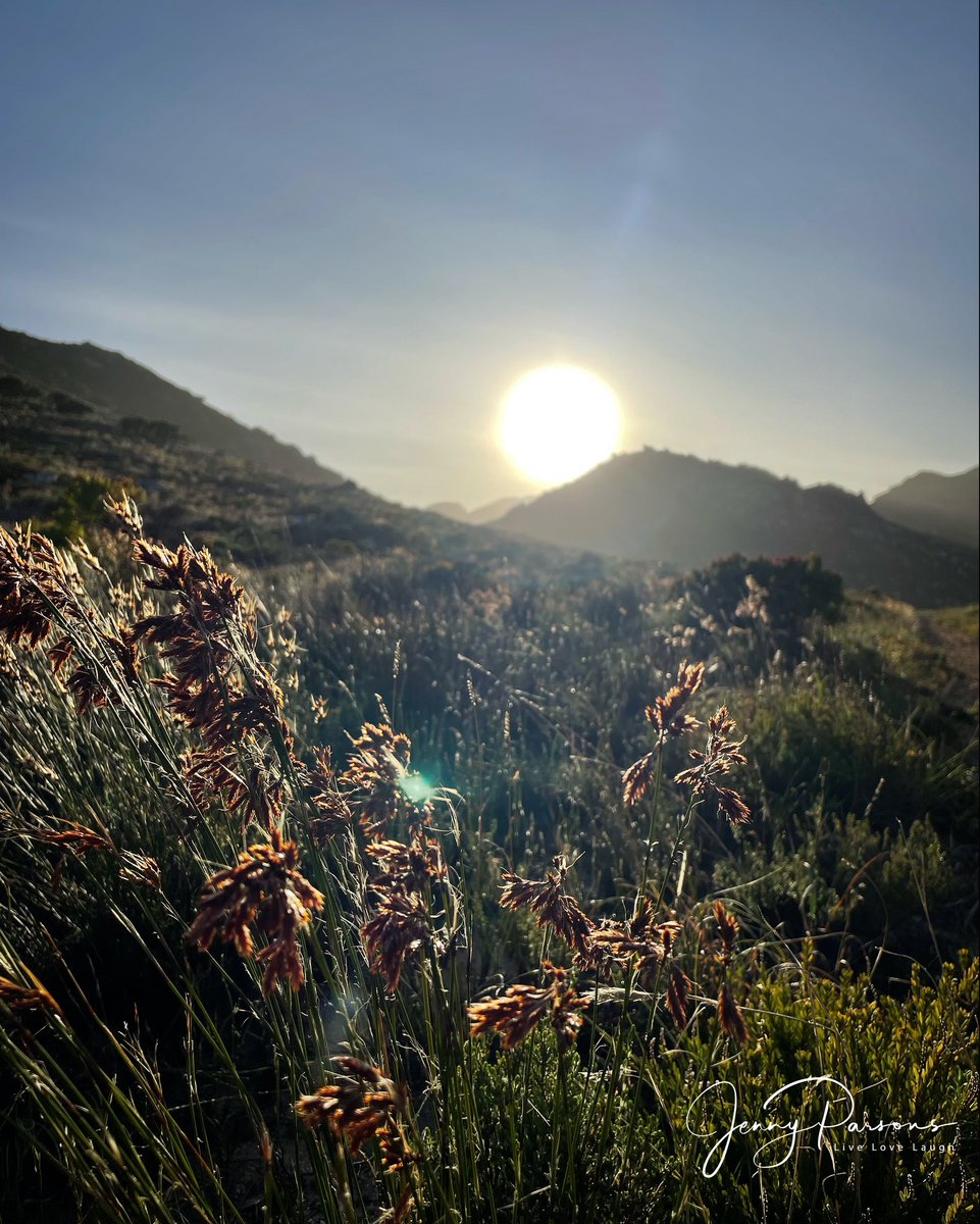 Early morning restio walk as the sun caresses the mountain. The dogs are delighted & the birds are providing the music. Start of a new day…

#dawn #restios #autumn #naturewalk #fynbos #birdsong #walkingthedog #mindfulness #pringlebaynaturalist #morninghasbroken