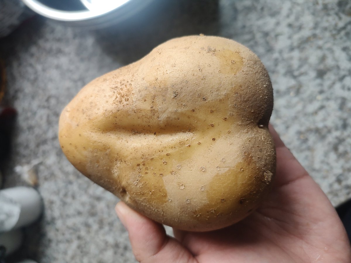 ChecheHuge's tweet photo. 莫非这土豆成精了处于化形阶段？😂 https://t.co/RdrF0P8PJ1