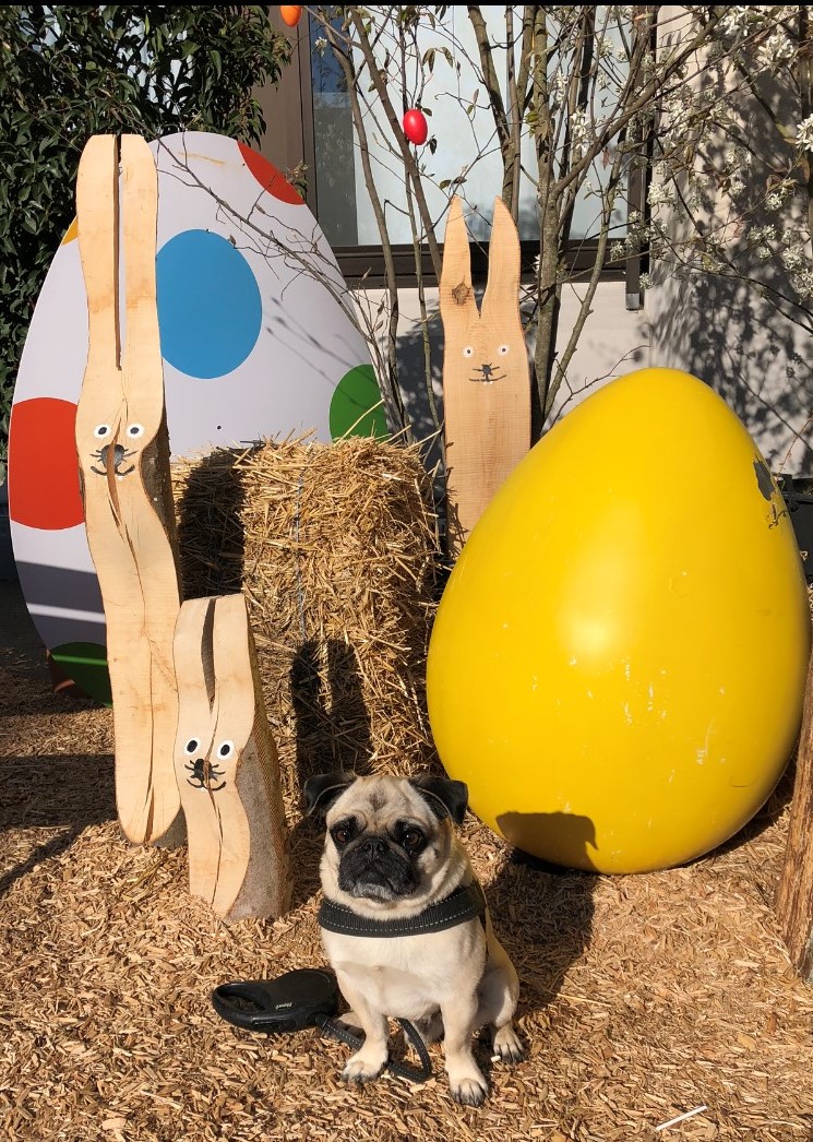 Das komplette SYFIT Team wünscht allen ein schönes Osterfest. 
Ein paar entspannte Tage und ganz vieeel Sonne.

#Ostern #aalen #ostalbkreis #badenwürttemberg