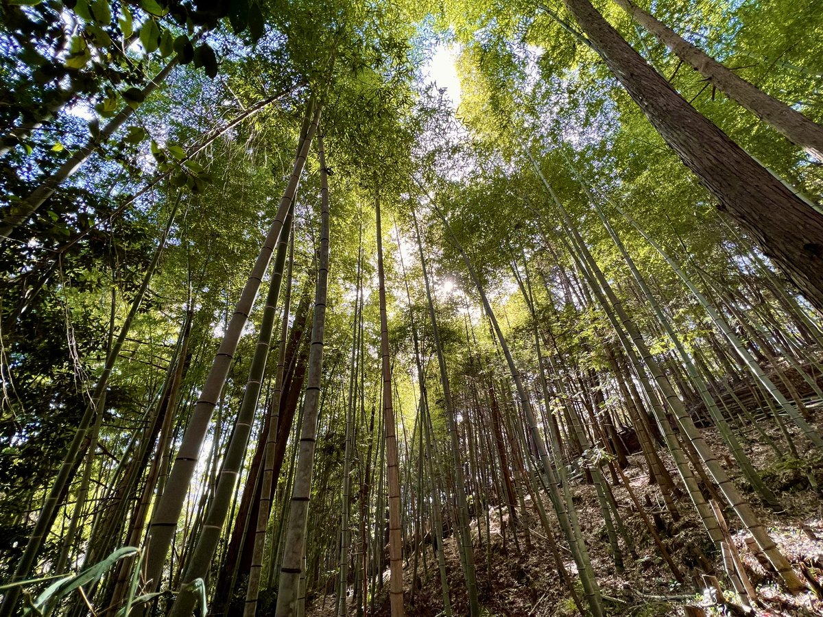 tenchigaraku's tweet image. 天地雅楽　竹騒 〜ちくそう〜
#sequential #sequentialcircuit #Prophet5 #Prophet6 #Prophet600 #吉川八幡神社 #神社 #巫女 #神職 #巫女さん #宮司 #神道 #吉田神道 #復古神道 #豊能町 #箕面森町 #妙見口 #北摂 #能勢電鉄 #のせでん #1500系 #京阪神急行電鉄 #550形 #天地雅楽 #現代雅楽 #雅楽