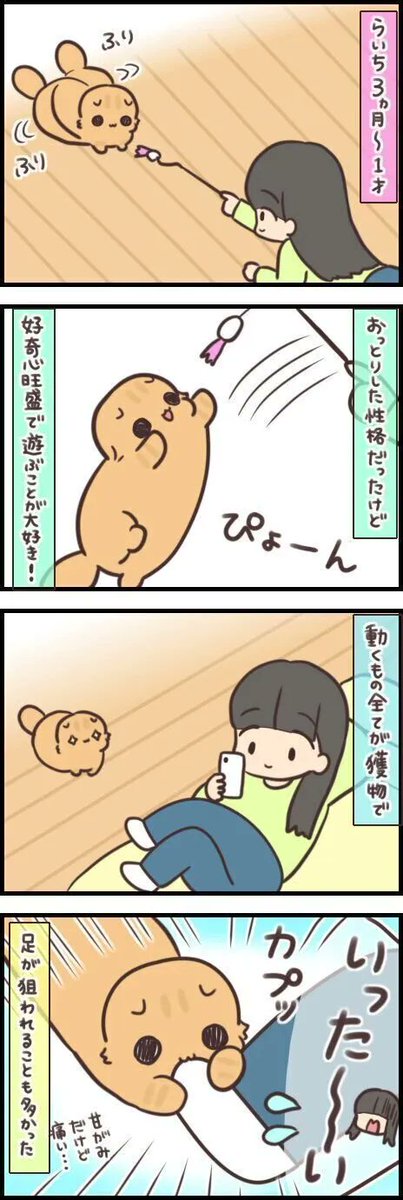 好奇心旺盛な子猫の元気さに振り回されるけど、それも愛おしい【連載】もふもふスコたん#271|ねこのきもちWEB MAGAZINE https://t.co/JBhkIxSL5s