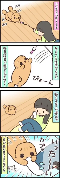 好奇心旺盛な子猫の元気さに振り回されるけど、それも愛おしい【連載】もふもふスコたん#271|ねこのきもちWEB MAGAZINE https://t.co/JBhkIxSL5s 