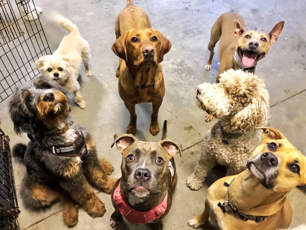 pranshu256's tweet photo. We send out hellhound to the daycare so we can 1. work in peace and 2. vacuum .

Said hellion at daycare (top right). https://t.co/7W2NoDJWR7