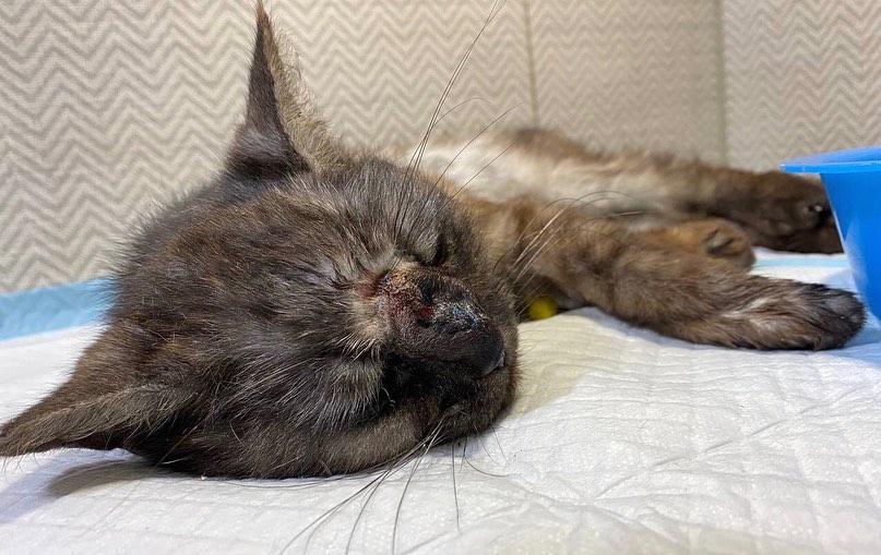 6356axiual96474's tweet image. The first stage of the operation was performed on the lucky cat,
A benign tumor was removed. In a week, an operation is planned in the area of the periosteum, where there is a seal.
🙏🙏🇺🇦🇺🇦🇺🇦😭😭😭🆘🆘🆘🚨🚨
Donate from her treatment 🙏
#UkraineWillWin #Catshelp #Ukraine #helpme