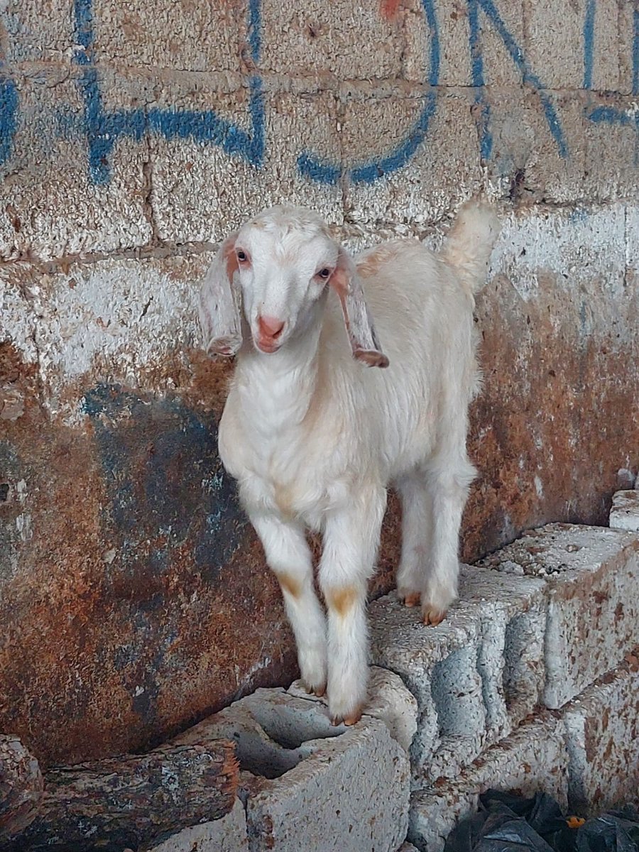 Bu dizlerine kalp dövmesi mi yaptırmış ben halis mi görüyorum hdjdjdjjdjdjdd 💘