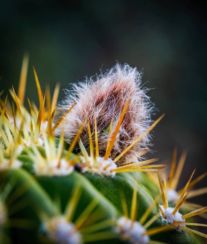 AnneVelosa's tweet photo. A future torch cactus flower. 🤞🏼
.
.
.

#thankful 
#flowers  #flower #flowersofinstagram #flowerstagram #allkindsofflowers
 #flowerphotography #flowerphoto
#plants #plantphoto #allkindsofplants #cactus #cactusflower #torchcactus  #all_beauty_flowers 
#flowersandmacro #macroa… https://t.co/CEKtJc2A1h