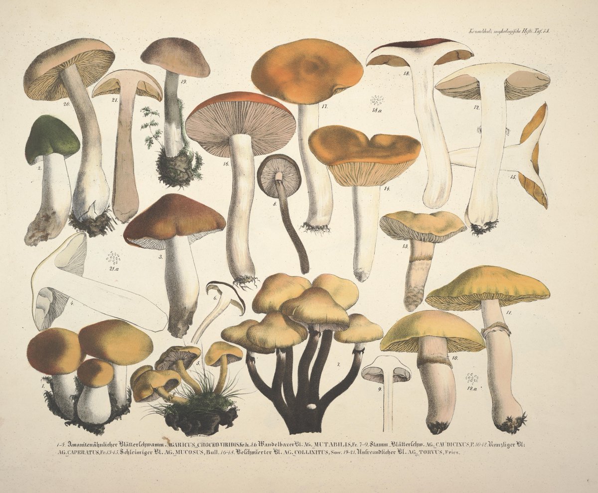 Naturgetreue Abblidungen und Beschreibungen der essbaren by Krombholz, J. V. - 1831  ~ archive.org/details/mobot3… #fungi #butterflies #birds #nature #book #archive #scientificillustration