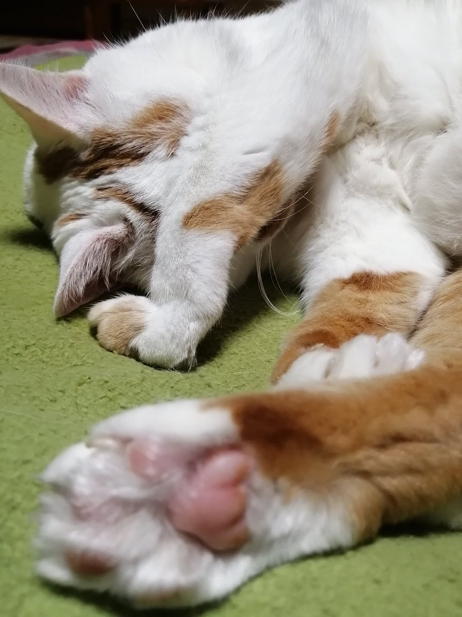 花粉症辛いです。😿