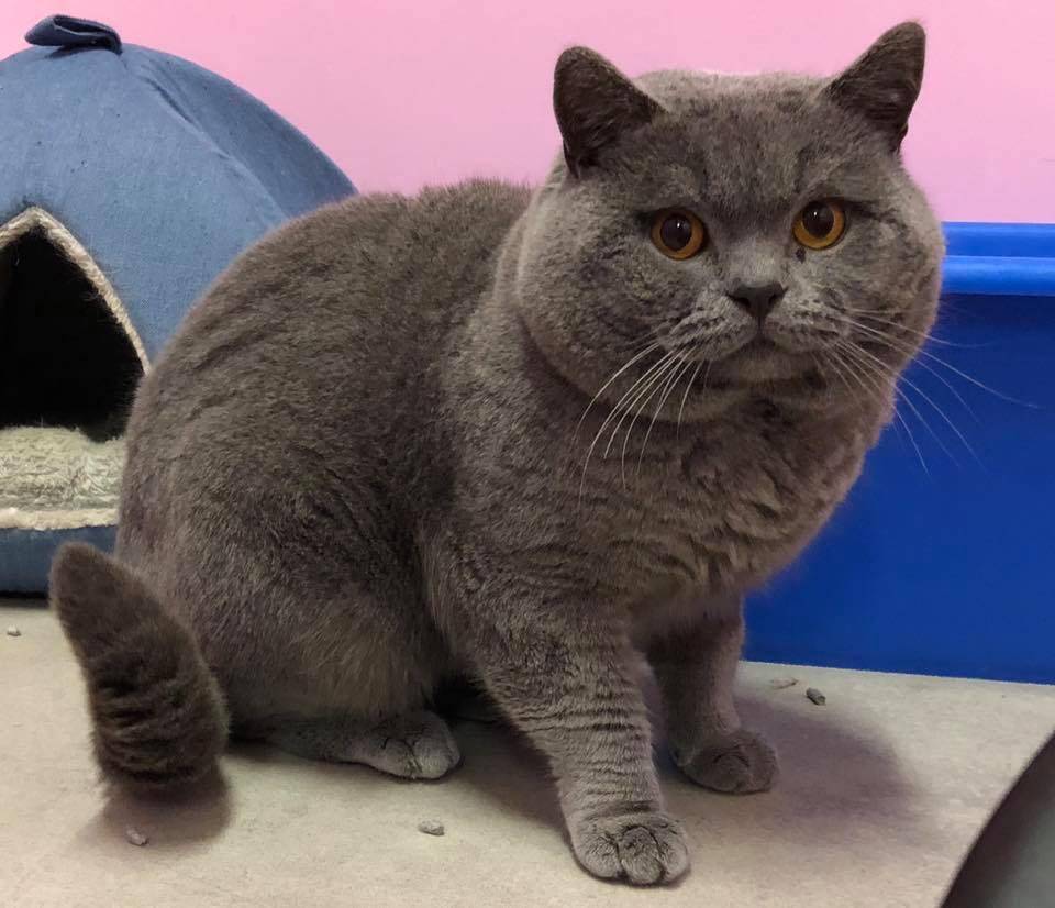 gatitosBot's tweet photo. #cats #kittens #CatsOfTwitter #catecoin #CatecoinArmy #catheaven #catlover #catlife #meow https://t.co/ocVGYK4kou