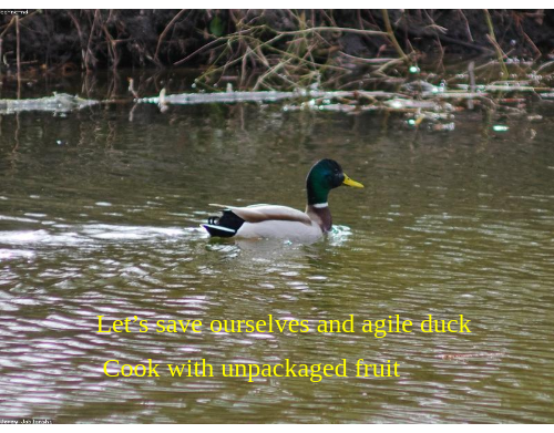 Let’s save ourselves and curious duck from within your job, please watch my YT channel youtube.com/channel/UCcyPg… &amp; ReTweet, #NoKXL, thank you