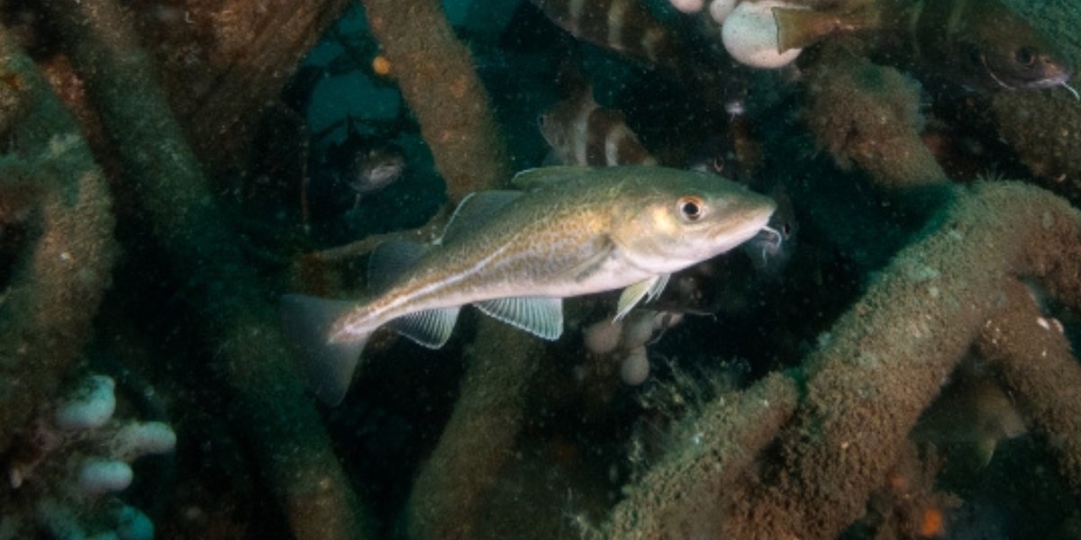 🔎🐟 Tijdens monitoring in windpark Borssele III &amp; IV van Blauwwind zagen onderzoekers van De Rijke Noordzee en <a href="/Eurofins_AgroNL/">Eurofins Agro NL</a> kabeljauwen rond de fundering van windturbines! Bekijk de prachtige onderwaterbeelden. 

▶️derijkenoordzee.nl/nieuws/onderwa…
 
 📸  Joost van Uffelen