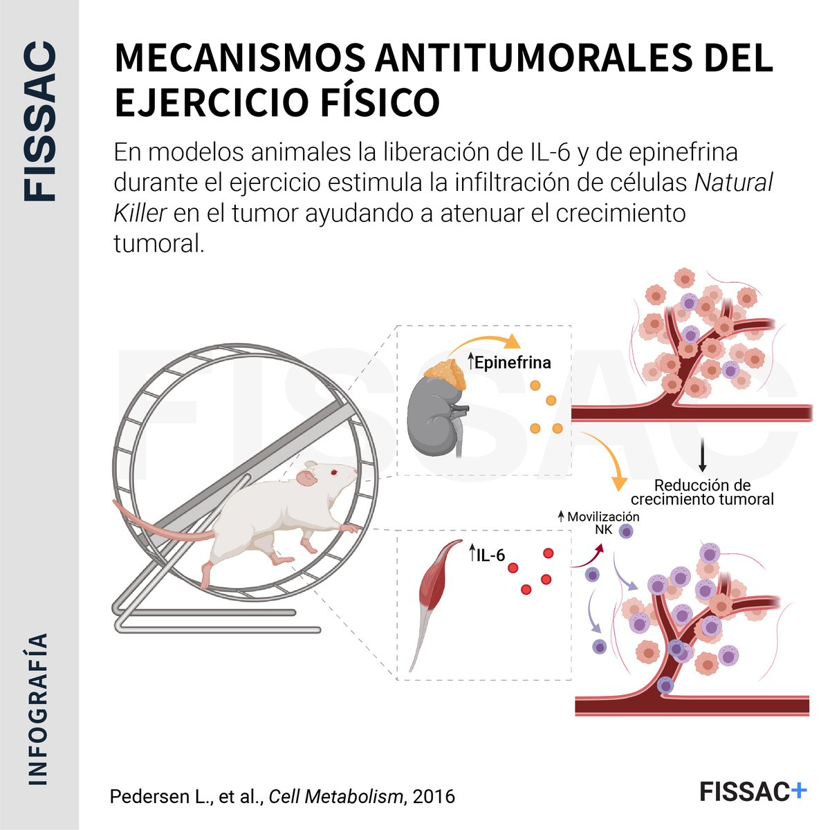 🔴A R T I C U L A Z O

🎧En este audio-artículo explicamos los experimentos de la prestigiosa investigadora Bente K. Pedersen evaluando los mecanismos por los que el ejercicio podría atenuar la agresividad del tumor.

💎Disponible en Fissac+👇 
fissac.com/mecanismos-ant…