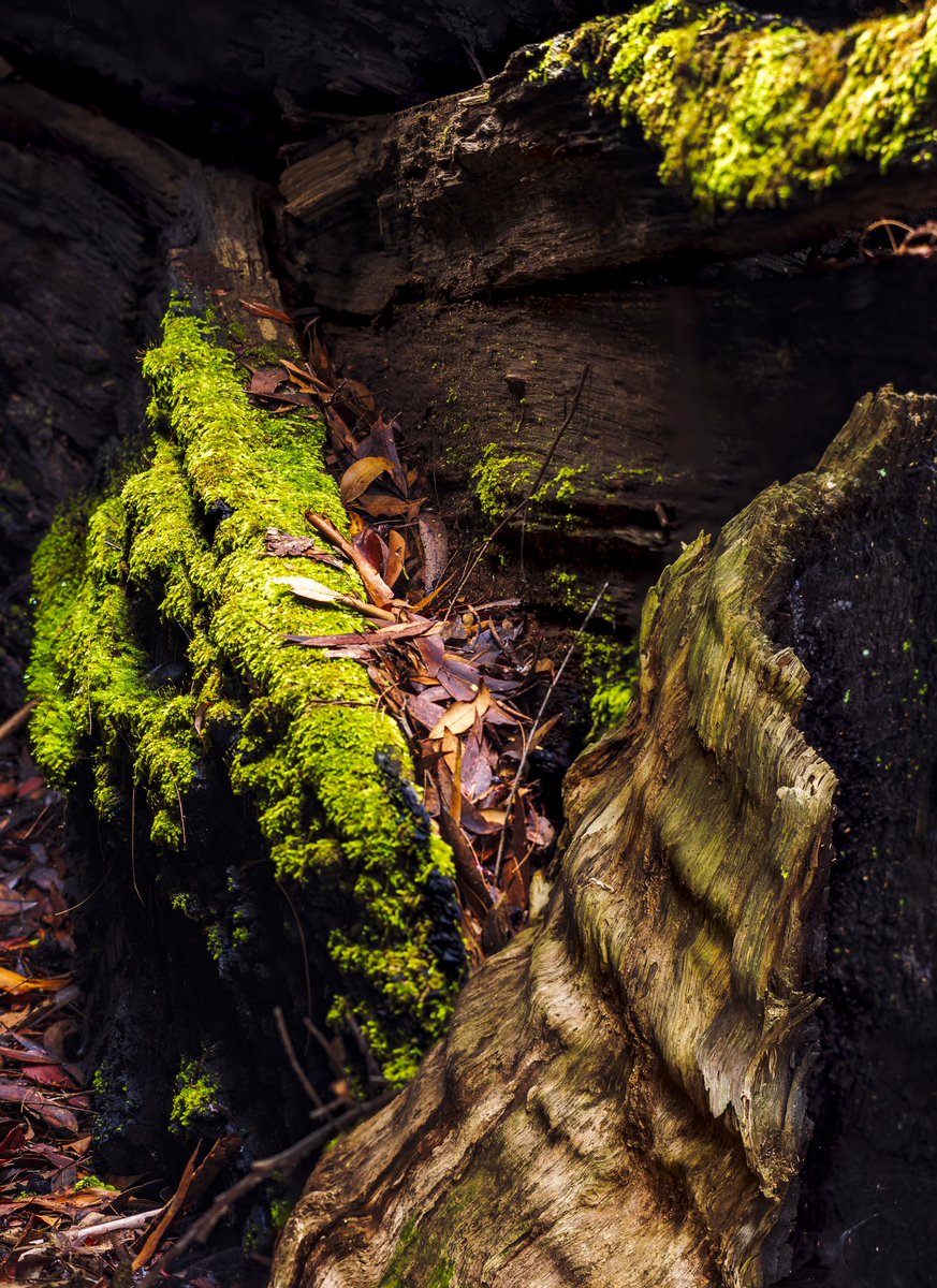 Mossy logs 🪵.

#moss #naturephotography #photography #landscapephotography #3leggedthing #canonaustralia #nisifiltersanz #shimodadesigns #sandiskapac #danner #kuhl #cooloolabindam #sunshinecoast #raw_community #naturegang