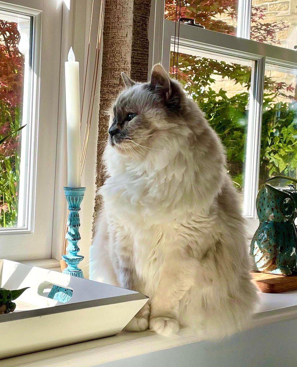 Betty_Boo_Kat's tweet photo. Patiently waiting fur the Easter Bunny 🐰 #FluffyFursday 🥚😻🥚 https://t.co/y8A0nnoSgZ