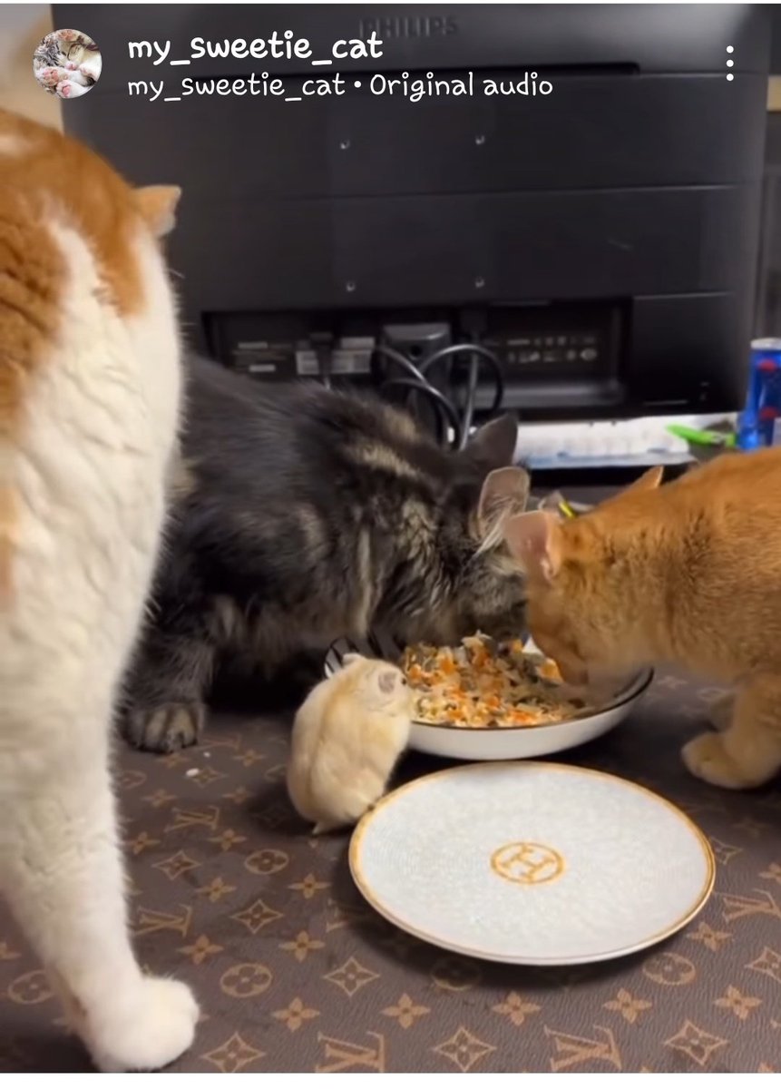 mommyei0316's tweet photo. At talagang H na plato kainan niyo? Eh di kayo na. 😆 Mga pusa ko sa pinag-alisan lang ng pansit na ino-order. Yung black na parang bilaong plastic. 
#IGFinds https://t.co/zRor5Jokuc