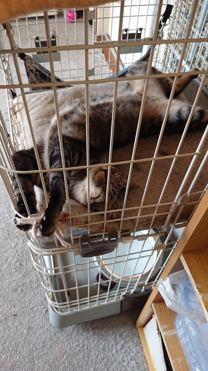 春になって野良猫ちゃん達も発情期のようです🐈️

上手くウチの庭に入り込んで来てくれたら捕獲しやすいので今年も保護頑張ります😃

#保護猫 #野良猫 #猫レスキュー #保護猫活動 #猫 #相互フォロー募集中