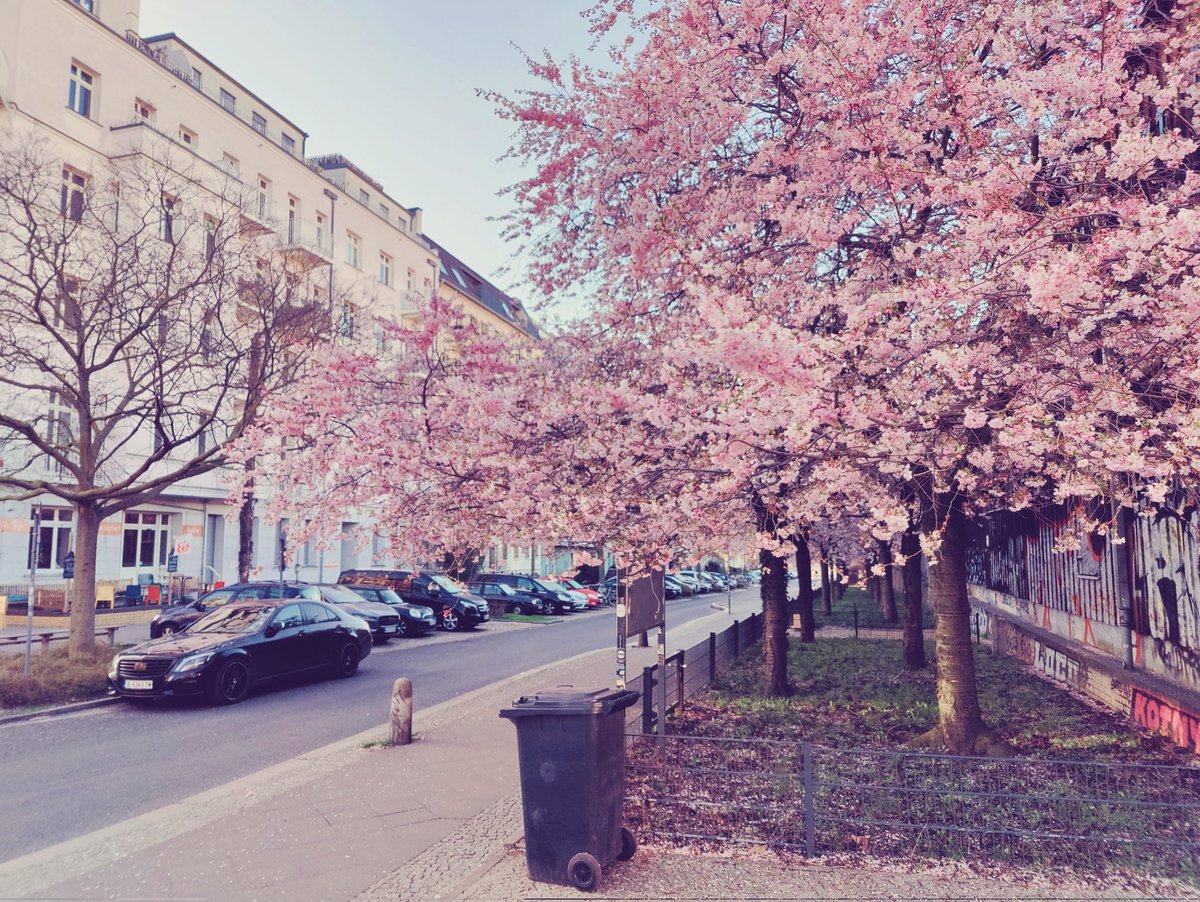 Uw favoriete Berlijn-nerd fietste vanmorgen vroeg naar de Schwedter Straße om foto's te maken van de bloeiende Japanse kersenbloesem (Sakura) langs de Berliner Mauerweg. Zoals ieder jaar in april zijn ze weer prachtig! 😍🌸 #berlinblossom