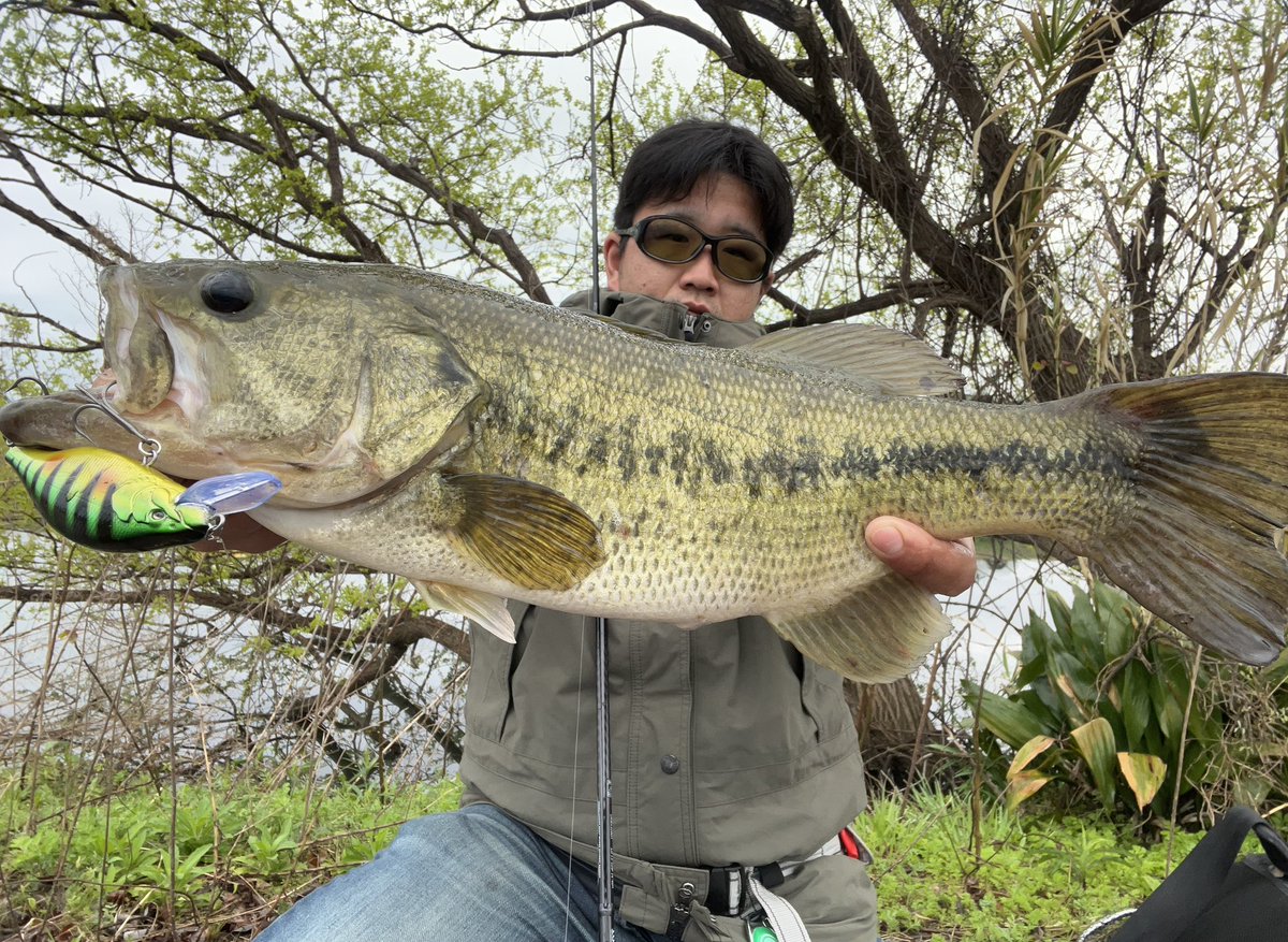 Shota10076010's tweet photo. 伊庭内湖釣行🎣
仕事前の伊庭内湖釣行🎣
雨のおかげか結構バイトあった😏
でも取れたの2本😢
釣り開始して3投目
ベビーフェイスのSD110-Fで取れて
その後オーム漂わせて追加‼️
#FISHINGMONSTERCREW
#ドランクレイジー
#ベビーフェイス
#オーム
#SD110-F
#バス釣り
#TOMARANEEZE https://t.co/6pfTtgTpfD