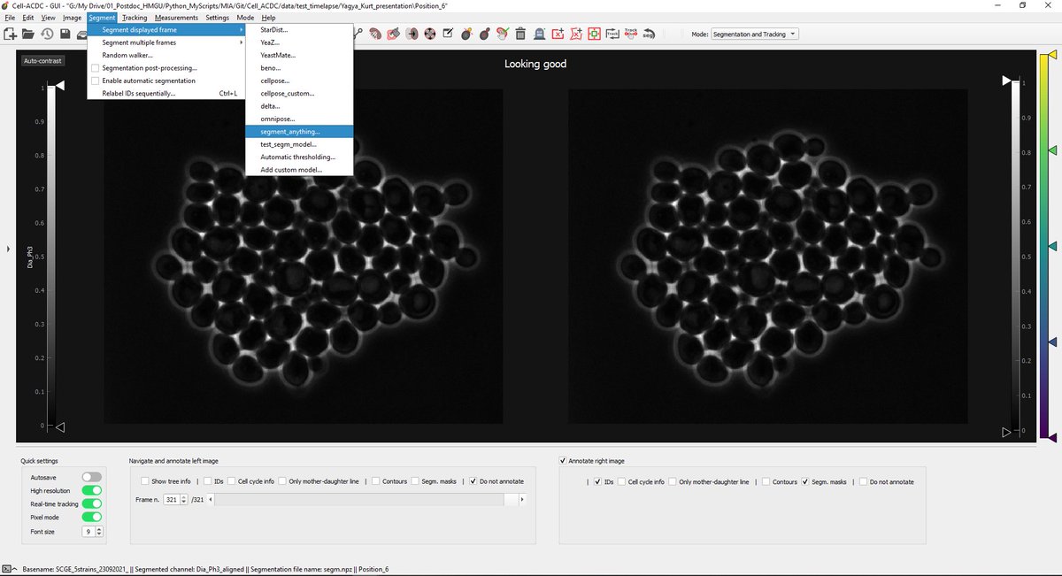 frank_pado's tweet image. Are you curious to try the new Segment Anything Model by @MetaAI on microscopy images?
We just added it to our #BioImageAnalysis software #CellACDC. As per all the models, Cell-ACDC will automatically install and download the model and generate the GUI widget for the parameters!