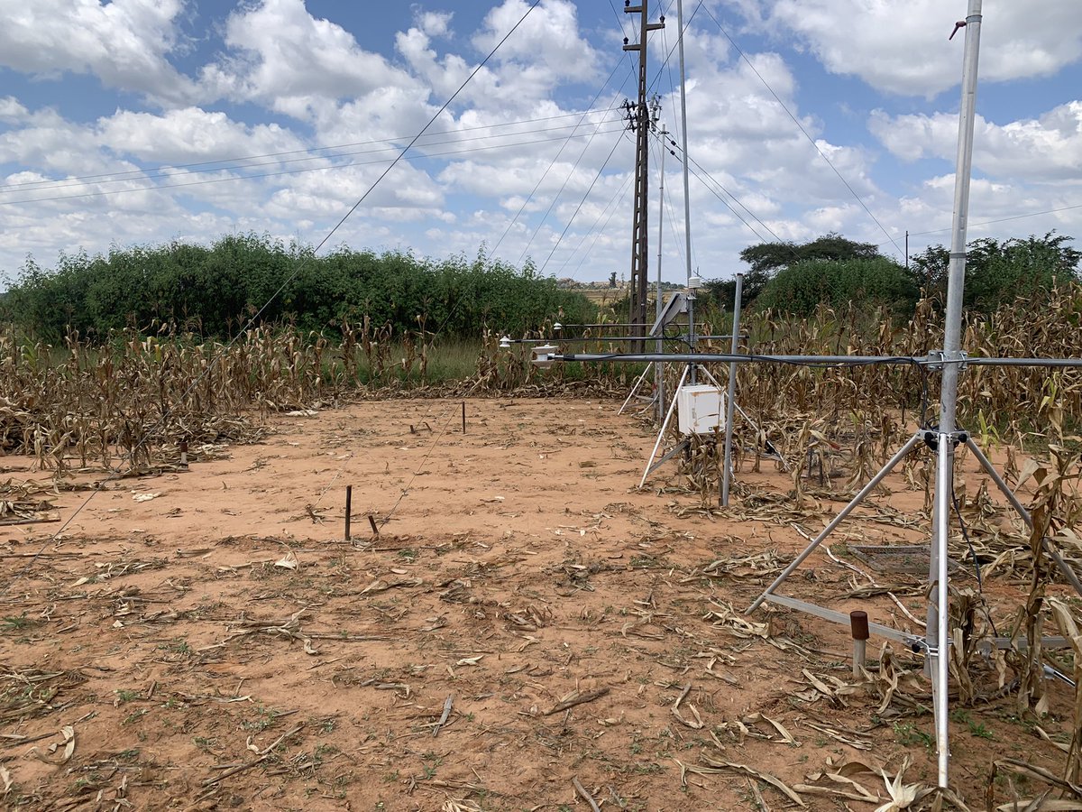 Harvest done in DTC step trials of @CIMMYT on sandy soil. Ready to monitor shortwave radiation and heat fluxes in fallow period. #Albedo #ConservationAgriculture #STICS #ORCHIDEE @RemiCardinael @BusyBeeChris @AidaDirecteur @RAIZ_project @CesbioLab @INRAE_ECOSYS