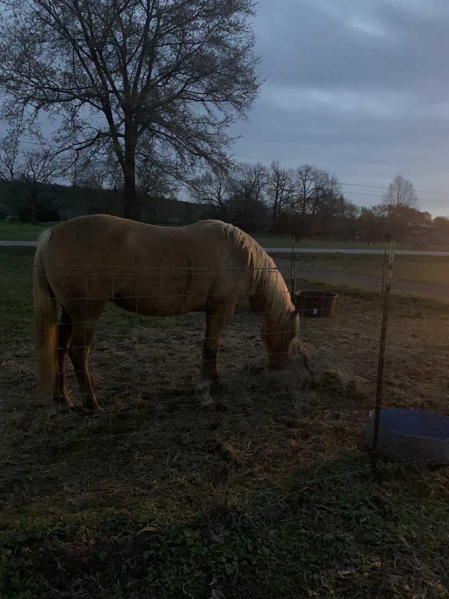 LeeshaKaye's tweet photo. Honey and Shoog aren’t ever really happy that it’s just hay in the morning 😂. Honey hasn’t lost much weight at all being off grass. I HAVE to ride her more often… #easykeeper #momtobe https://t.co/57DZGJKKp8