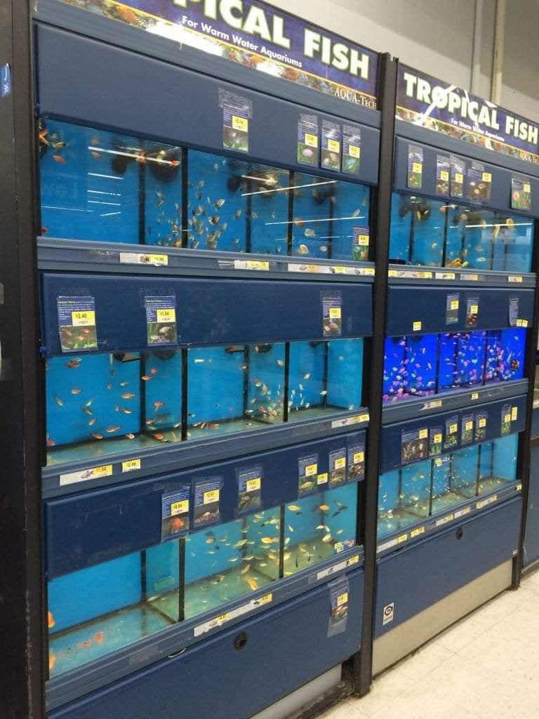 DaButler_Did_It's tweet photo. What happened to the live 🐠 they used to sell at Walmart https://t.co/mJp0g6ABSh