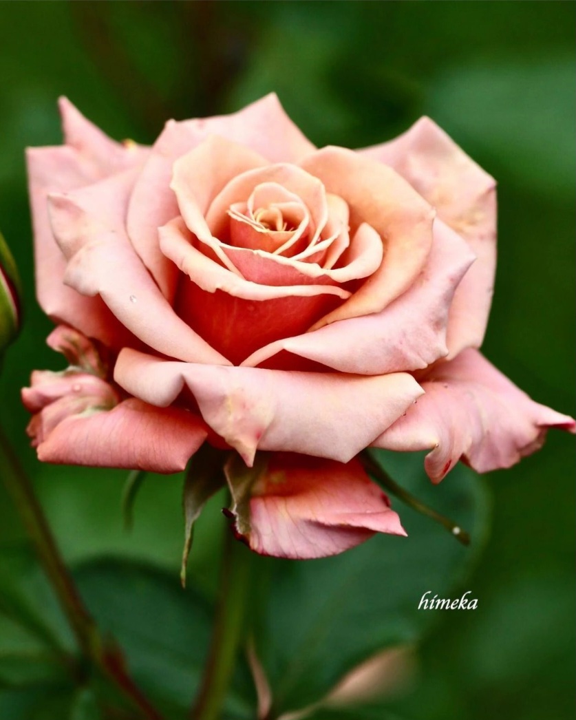 #roses #Rose #rosen #rosa #flowers #flower #love 
#blumenliebe #flowerlove #photography