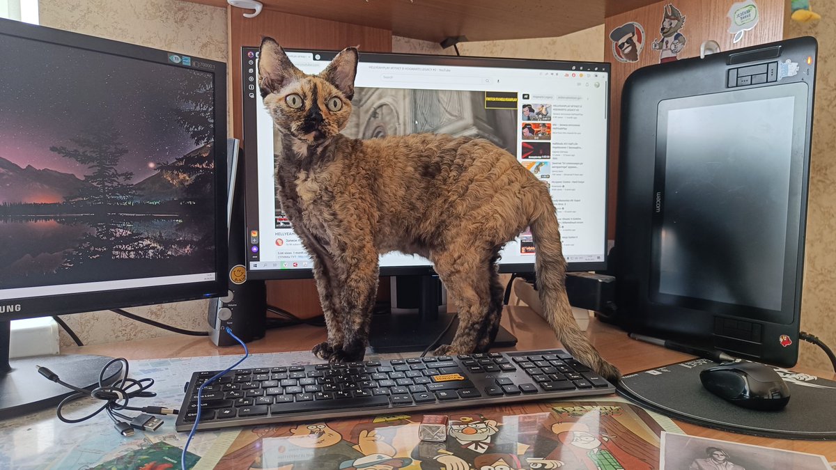 sandor_zankat's tweet image. Сегодня не работаешь

#devonrex #cat