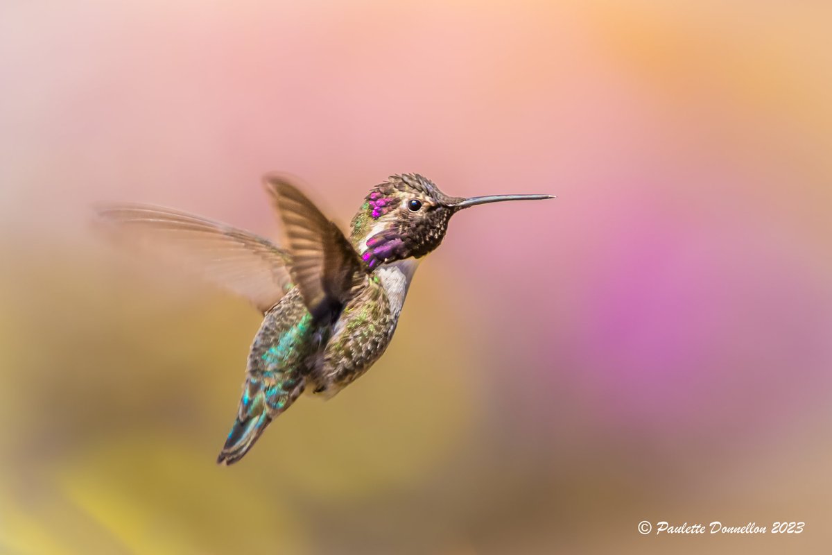sdpaulette's tweet image. The desert 🏜 
Doesn't look like a desert 
right now. 🥰
🌼🌸🌻🌹🏵🌷🥀🌺💐
#springbloom #TwitterNatureCommunity #TwitterNaturePhotography #NaturePhotography #wildlifephotography