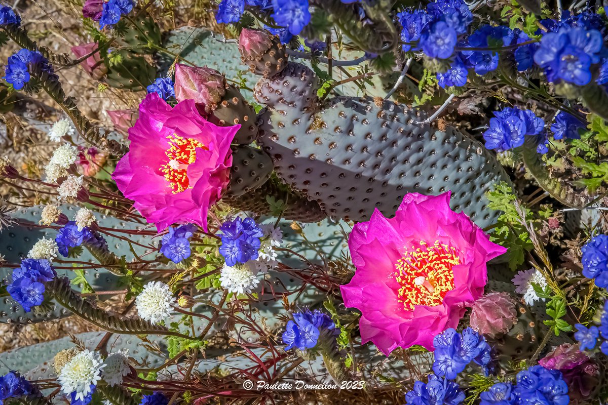 sdpaulette's tweet image. The desert 🏜 
Doesn't look like a desert 
right now. 🥰
🌼🌸🌻🌹🏵🌷🥀🌺💐
#springbloom #TwitterNatureCommunity #TwitterNaturePhotography #NaturePhotography #wildlifephotography